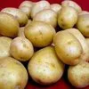 молодой картофель оптом в Богородицке