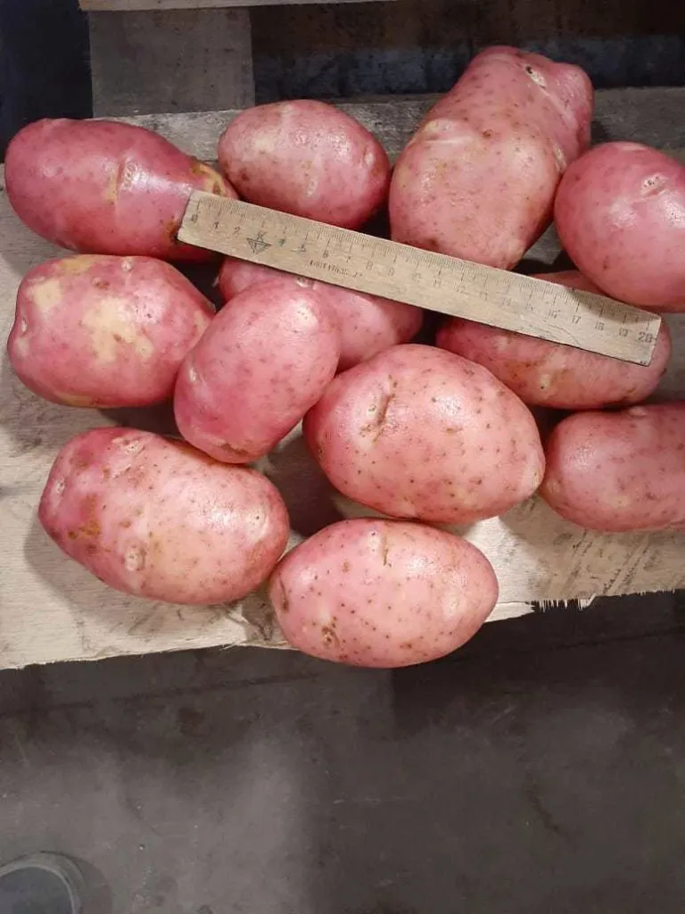 красный картофель в Богородицке