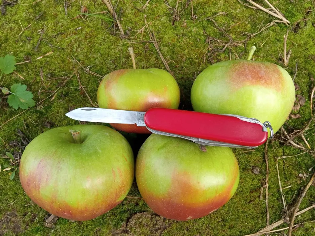 продаём яблоки фреш и на переработку в Туле и Тульской области 4