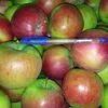 продаём яблоки фреш и на переработку в Туле и Тульской области 5