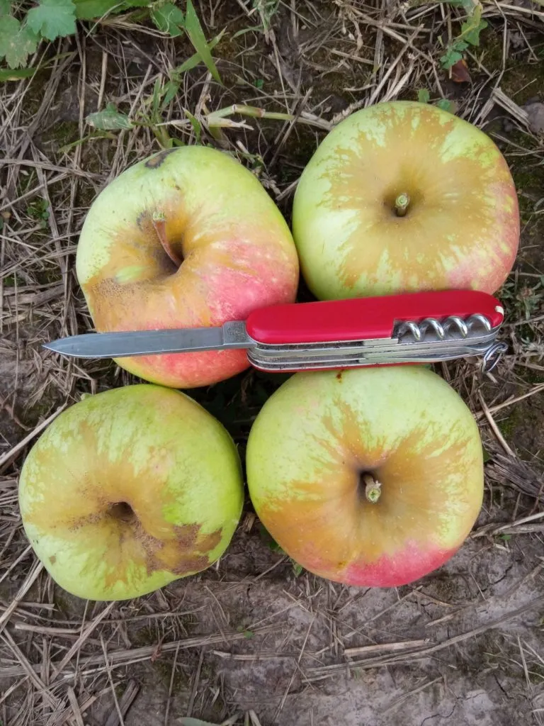 продаём яблоки фреш и на переработку в Туле и Тульской области