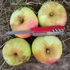 продаём яблоки фреш и на переработку в Туле и Тульской области