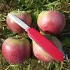 продаём яблоки фреш и на переработку в Туле и Тульской области 3