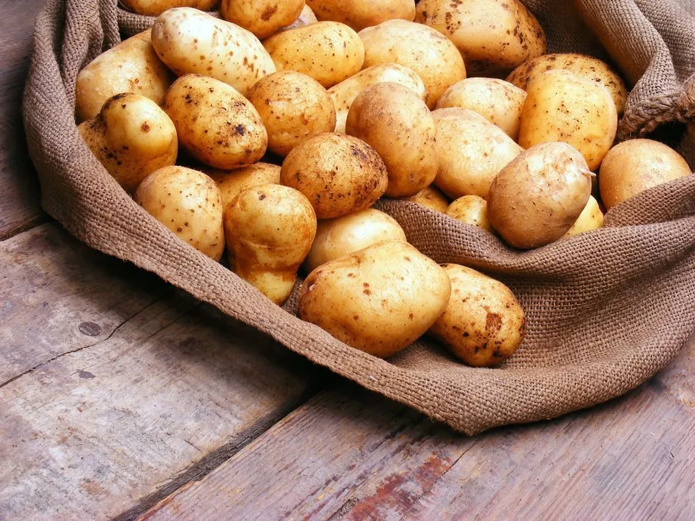 семенной картофель в Богородицке