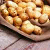 семенной картофель в Богородицке