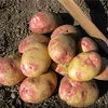 картофель урожая 2020 г от производителя в Богородицке